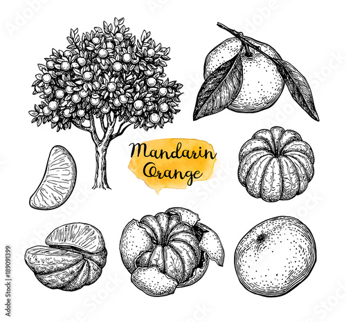 Ink sketch of mandarin orange.