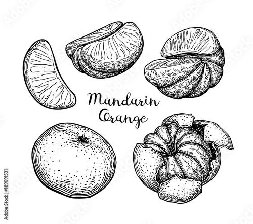 Ink sketch of mandarin orange.