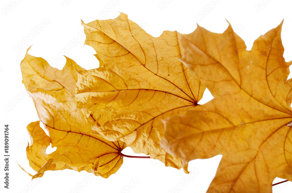 Bright yellow autumn leaves against white background. Fall seasonal background Bright yellow autumn leaves against white background. Fall seasonal background