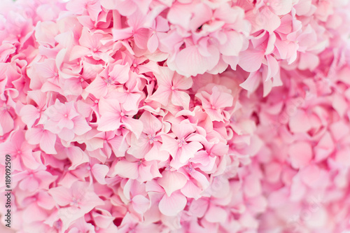 Pink hydrangea background. Flowers are blooming in spring and summer at sunset in town garden.