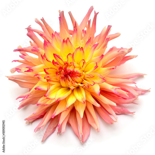 Dahlia flower yellow isolated on white background. Flat lay  top view