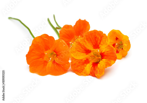 Bouquet of orange nasturtium flowers isolated on white background. Flat lay, top view