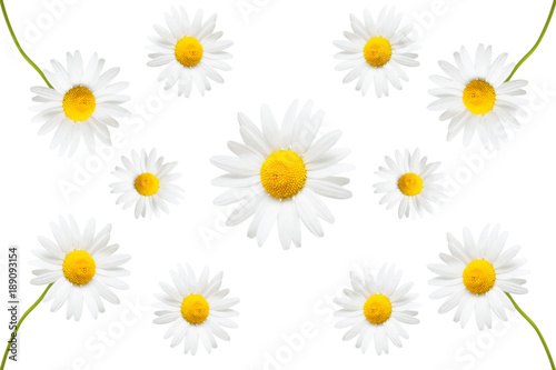 Fototapeta Naklejka Na Ścianę i Meble -  Collection of creative daisies flowers isolated on white background. Flat lay, top view