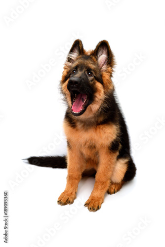 Fluffy German Shepherd dog shows teeth and tongue, angry isolated on white background. Puppy is beautiful, funny and attentive. Portrait, close-up. Sits and looks closely. Good, plush