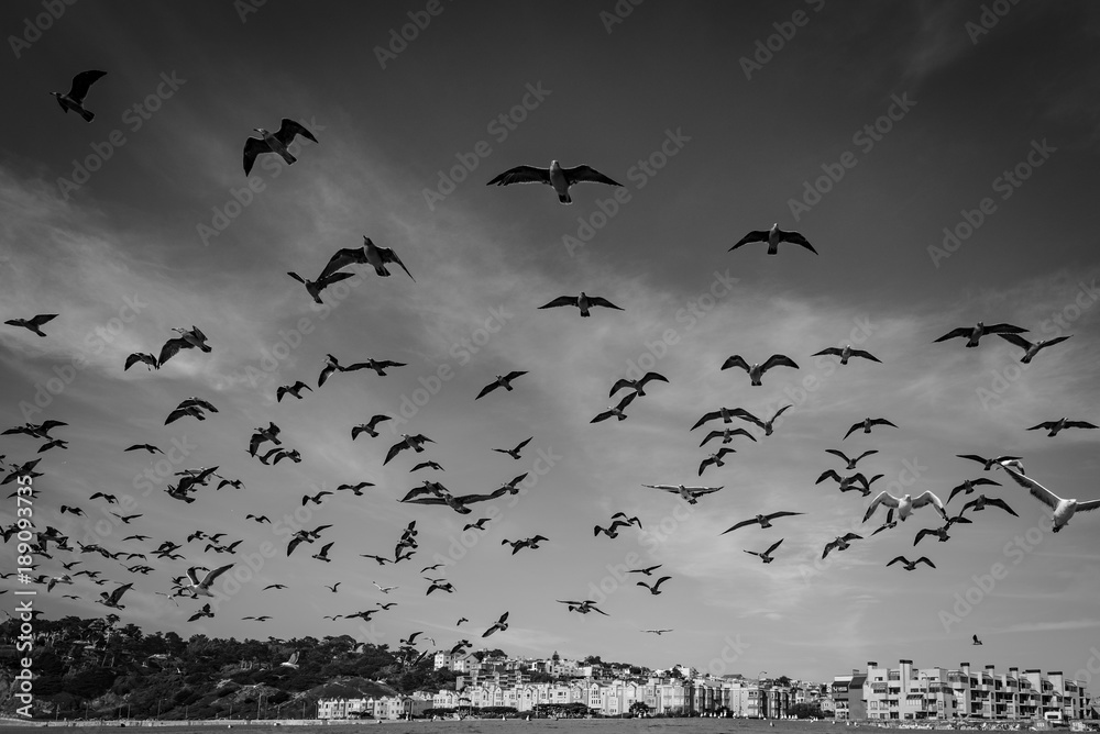 A Flock of Seagulls