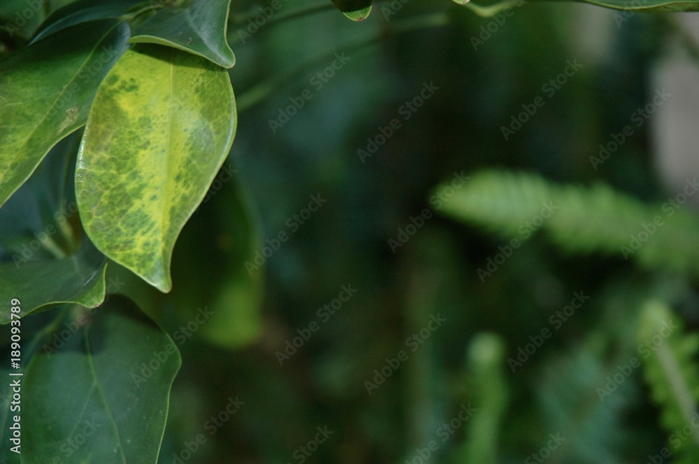 Closeup of green and yellowing leaves. They frame the edge of the photograph, with the centre dark and out of focus. Closeup of green and yellowing leaves. They frame the edge of the photograph, with the centre dark and out of focus.