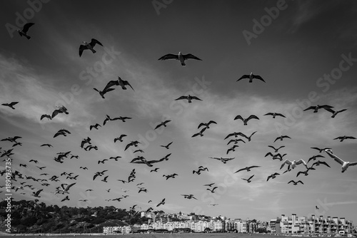 Obraz na płótnie A Flock of Seagulls w salonie