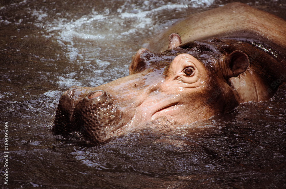 Fototapeta premium A Hippo in River