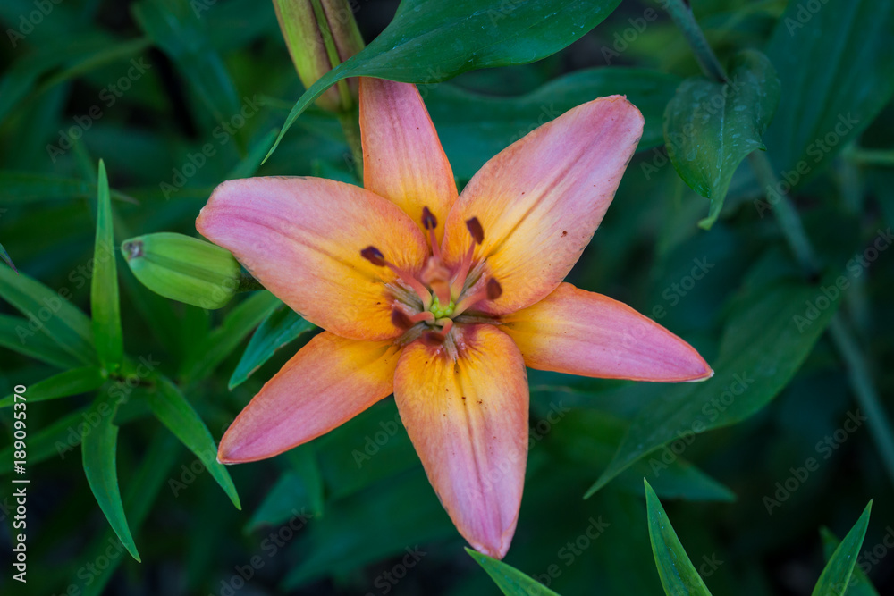 Bright pink lily blossom Bright pink lily blossom