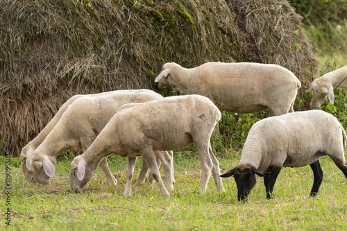 Schafe auf einer Wiese im Spreewald