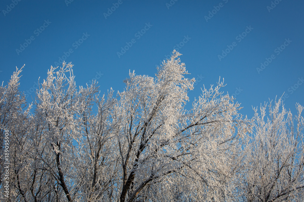 Frost covered forest against a brilliant blue winter sky