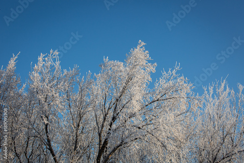 Frost covered forest against a brilliant blue winter sky