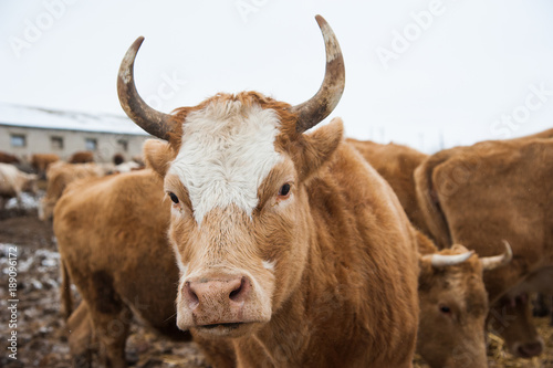 Cows on a farm in the winter