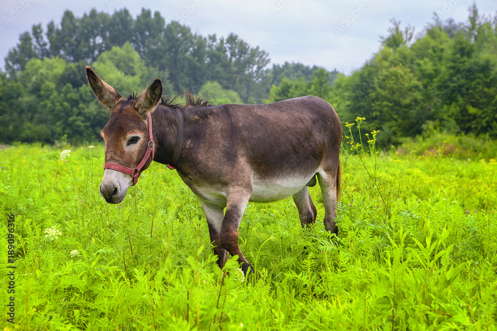 young cute donkey on the green meadow young cute donkey on the green meadow