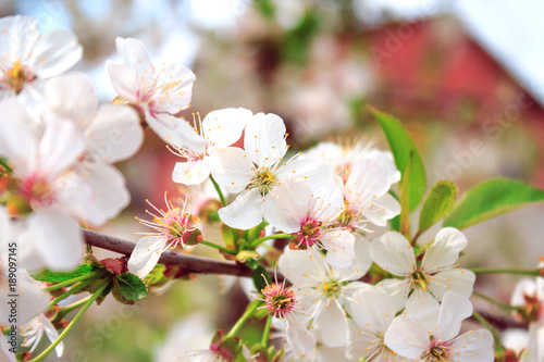 Branch of cherry blossoms. Spring young flowers on a tree