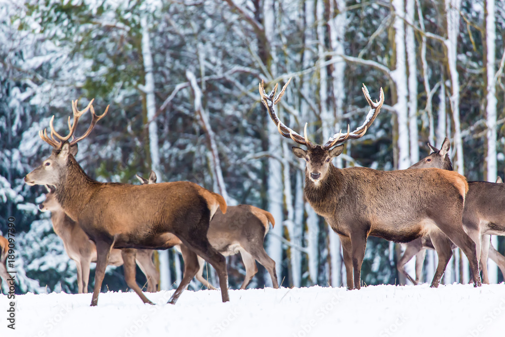 Winter wildlife landscape with noble deers Cervus Elaphus. Many deers in winter. Deer with large Horns with snow on the foreground and looking at camera. Natural habitat.
