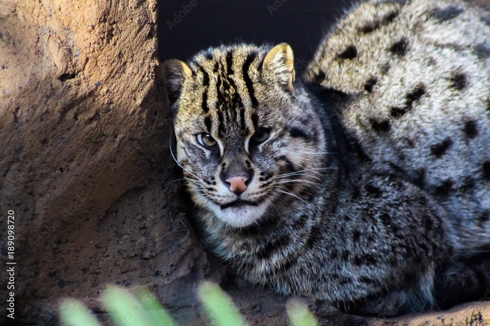 Obraz premium fishing cat