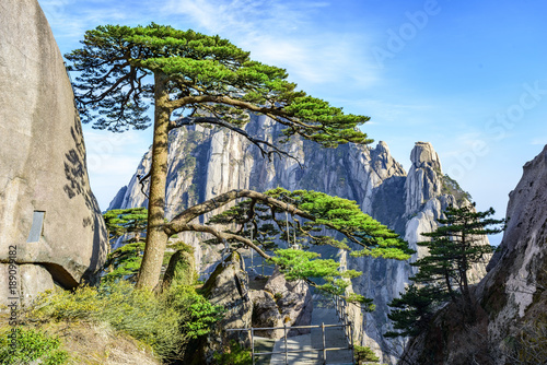 Well-known Ying Ke Pine, or Welcoming-Guests Pine (Welcome Pine), which is thought to be more than 1500 years old. Located in Huangshan Mountain(Yellow Mountains). photo