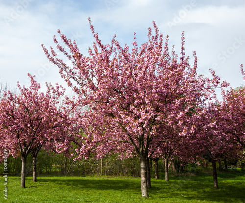 Blossoming pink trees (Prunus triloba) on the meadow. Spring background. Vincennes forest of Paris (France)