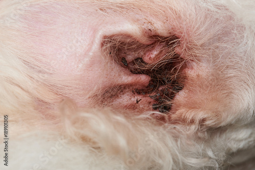 Photography Dog ear with infection