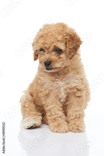 One sitting cute poodle dog