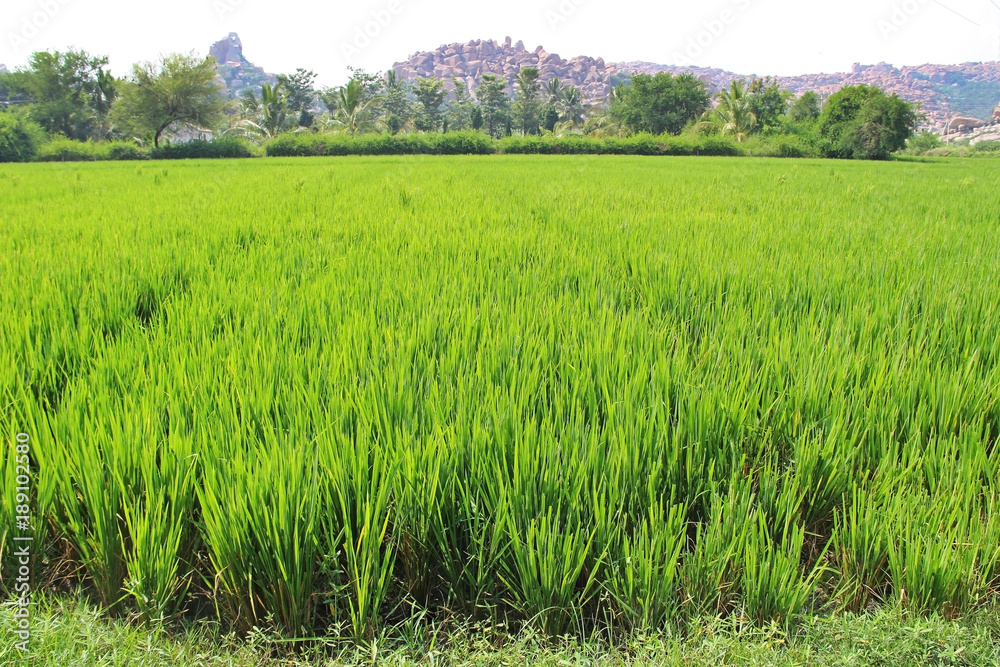 Green paddy rice in field. An organic asian rice farm and agriculture. Young growing rice. India.