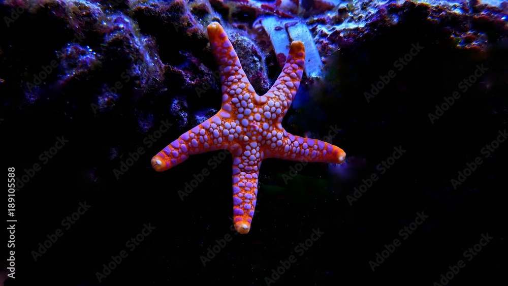 Fromia sp. starfish close up shot Fromia sp. starfish close up shot