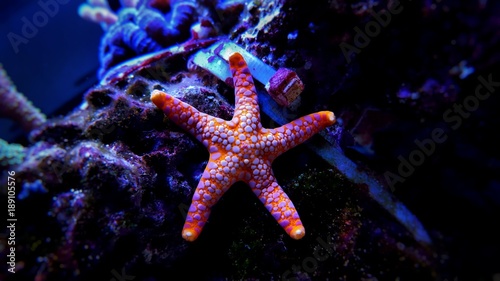 Fromia sp. starfish close up shot © Kolevski.V