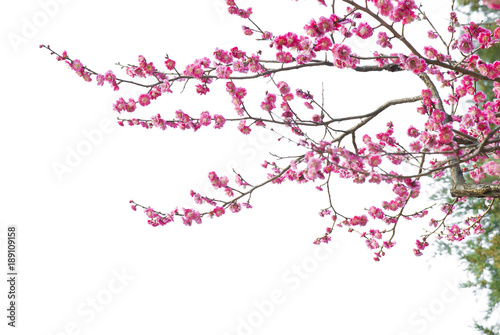 Plum Blossom in early spring. Located in Plum Blossom Hill, Nanjing, Jiangsu, China. © aphotostory