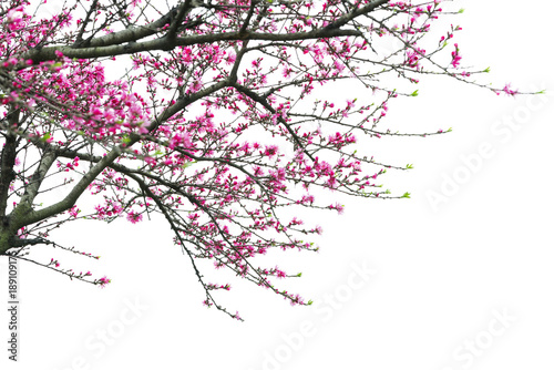 Plum Blossom in early spring. Located in Plum Blossom Hill, Nanjing, Jiangsu, China. © aphotostory