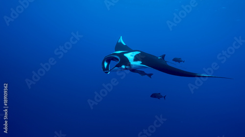 Giant Oceanic Manta Ray  diving in Socorro  Mexico. Revillagigedo Archipelago  often called by its largest island Socorro is a UNESCO world heritage site due to its unique ecosystem.