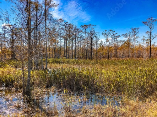 Autumn Florida Swamp