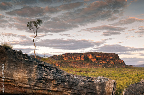 Single tree standing at Nourlangie badlands in Kakadu National Park photo