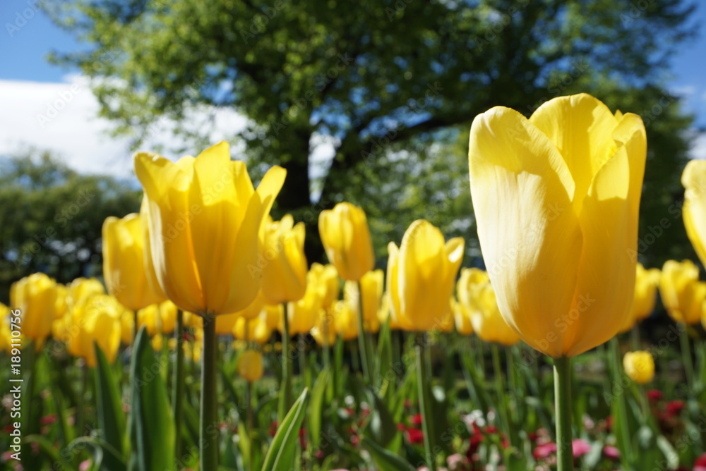 Obraz premium Yellow tulips