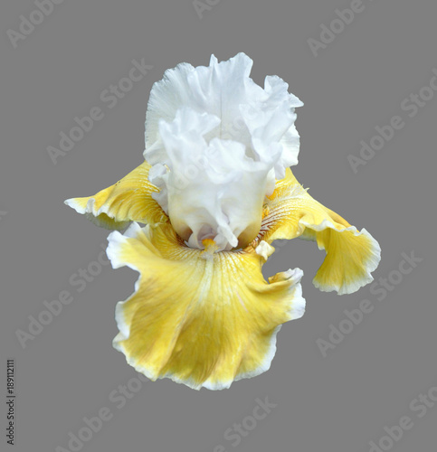 iris flower
