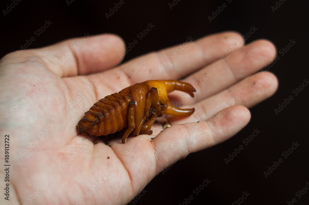 Dynastinae Dynastinae