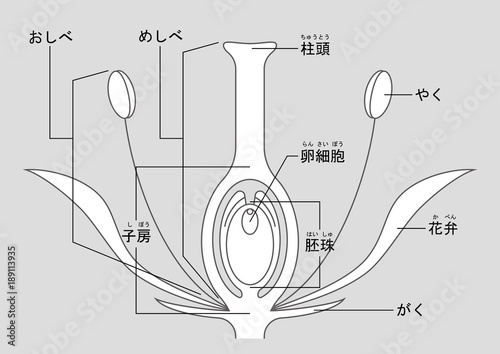 被子植物　図