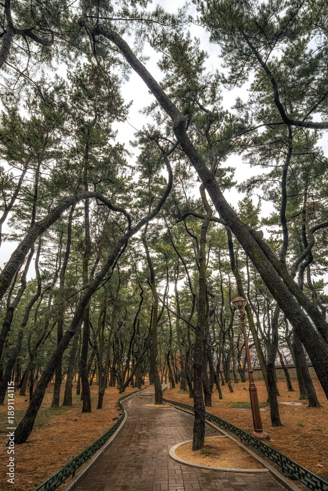 Fototapeta premium daereungwon pine tree forest