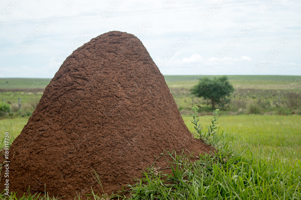 Foto de tacuru do Stock | Adobe Stock