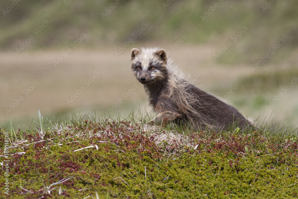 Fototapeta premium molting Commanders blue arctic fox sitting among the hills of the spring tundra in a sunny day