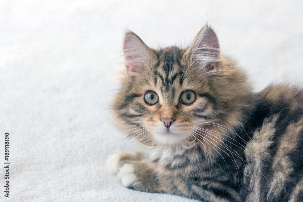 Surprised cute kitten on white background with big wide eyes, long whiskers & white paws. Adorable brown striped Siberian Forest Cat are thought to cause fewer allergies Surprised cute kitten on white background with big wide eyes, long whiskers & white paws. Adorable brown striped Siberian Forest Cat are thought to cause fewer allergies