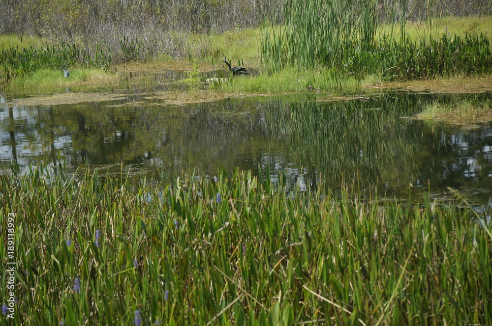 swamp birds in the marsh