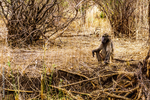 Large Male Baboon with Young Baboons in drought stricken area of central Kruger National Park in South Africa