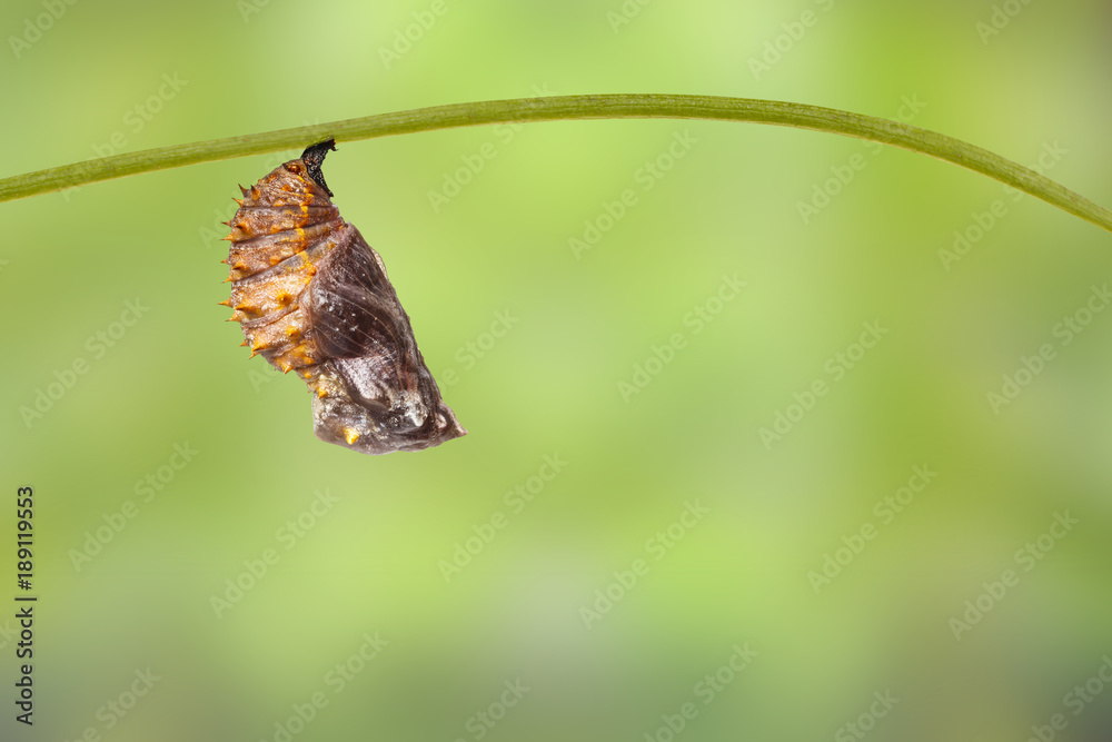 Obraz premium Poczwarka motyla jajecznica wielka (Hypolimnas bolina Linnaeus) na liściu