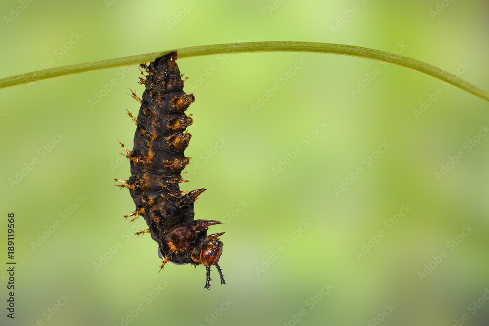 Mature caterpillar of great eggfly butterfly ( Hypolimnas bolina Linnaeus ) on leaf Mature caterpillar of great eggfly butterfly ( Hypolimnas bolina Linnaeus ) on leaf