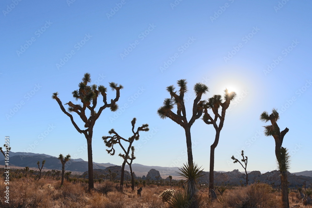 Obraz premium cactus national park