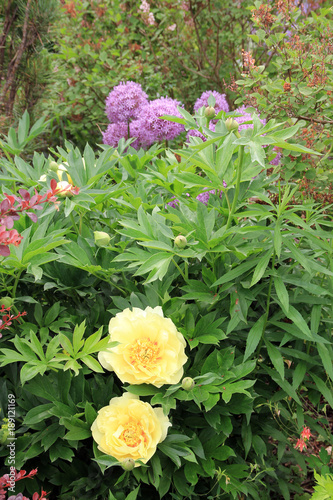 Yellow peonies on the flower bed