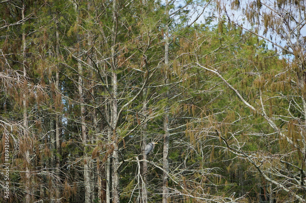 Fototapeta premium Great Blue Heron in swamp