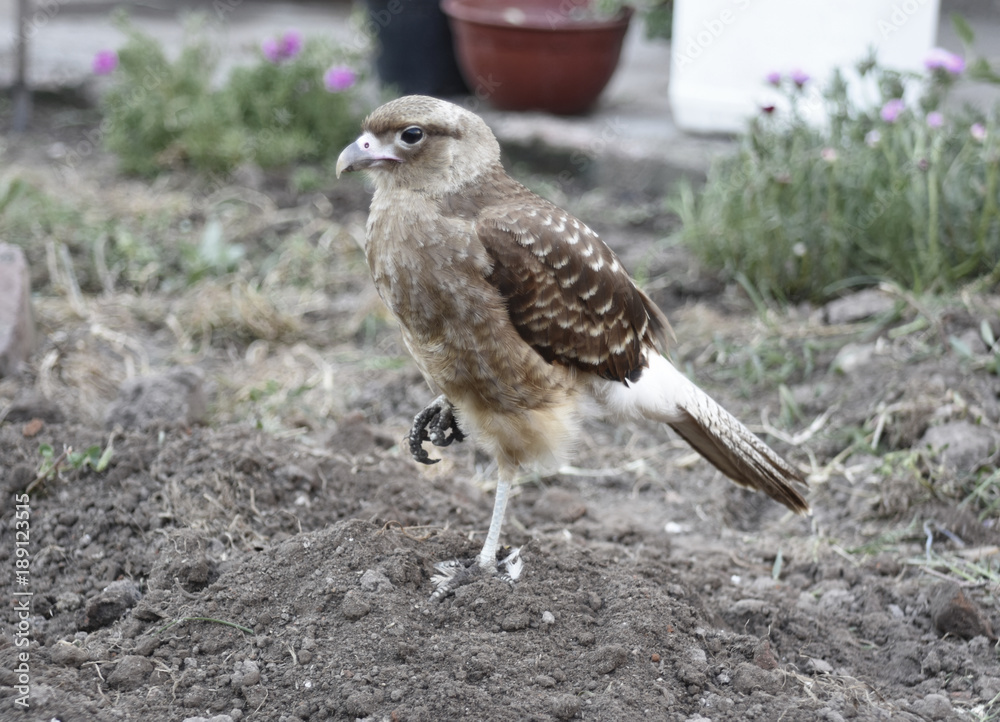 Obraz premium Chimango 