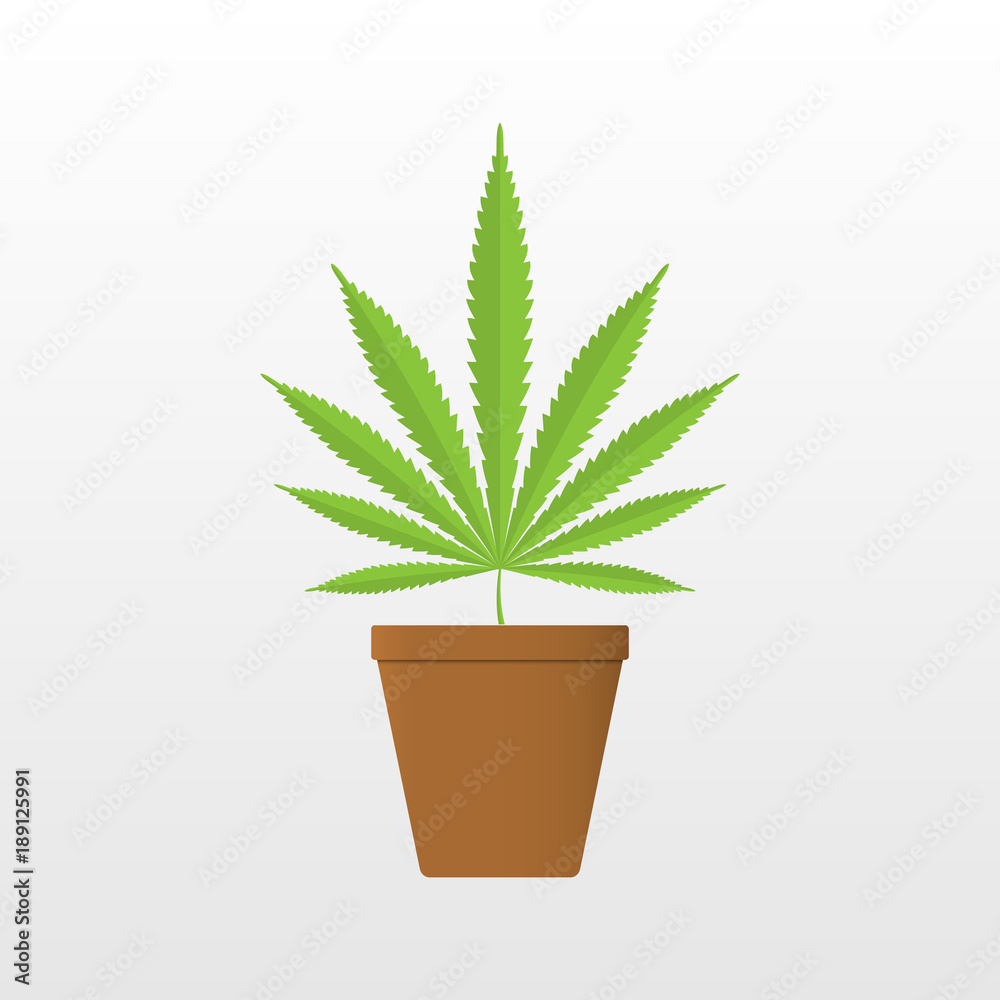 Marijuana leaf in flowerpot on white background.